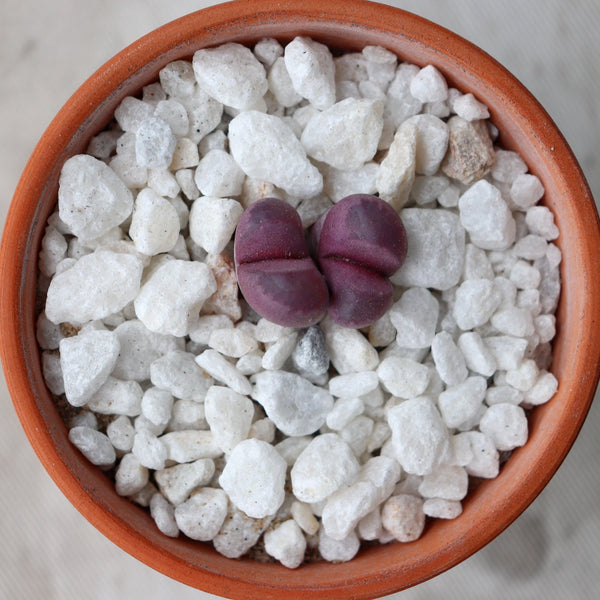Lithops optica v Rubra, 10 Seeds, Purple/Pink, Rare Seeds