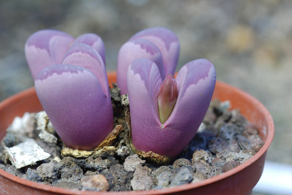 Lithops optica v Rubra, 10 Seeds, Purple/Pink, Rare Seeds