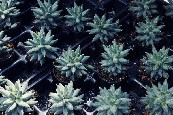 Little Jewel, 10 Seeds, Pachyphytum compactum, Distinct Jewel Pattern, Succulent Seeds