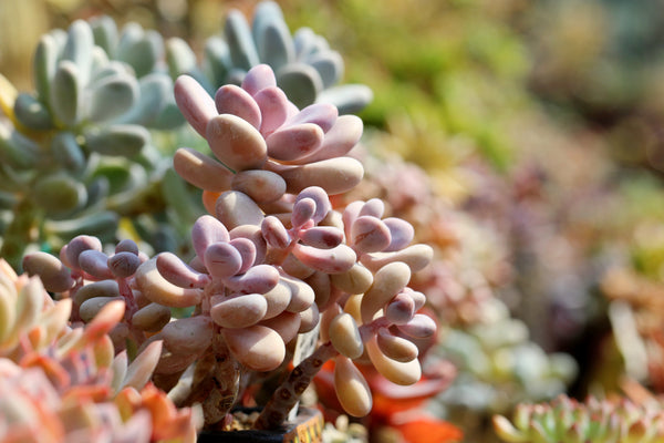 Sugaralmond, 10 Seeds, Pachyphytum oviferum, Moonstones, Succulent Seeds