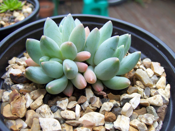 Little Jewel, 10 Seeds, Pachyphytum compactum, Distinct Jewel Pattern, Succulent Seeds