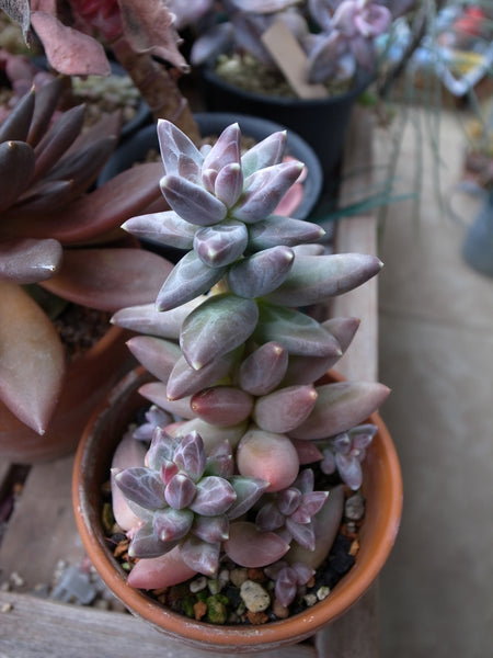 Little Jewel, 10 Seeds, Pachyphytum compactum, Distinct Jewel Pattern, Succulent Seeds