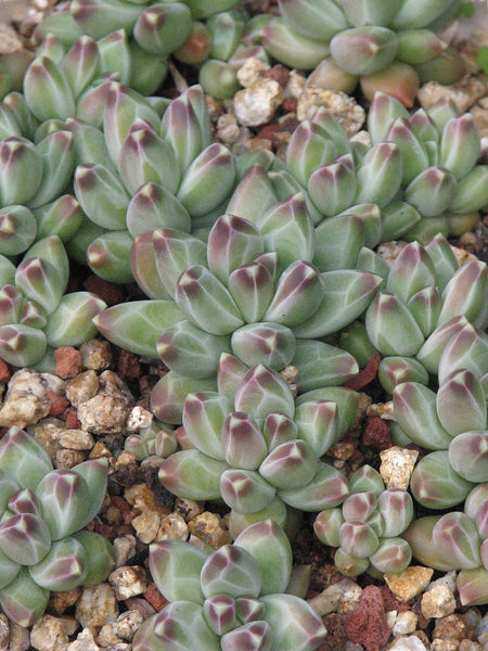 Little Jewel, 10 Seeds, Pachyphytum compactum, Distinct Jewel Pattern, Succulent Seeds