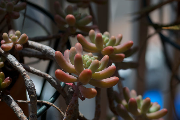 Jelly Beans, 10 Seeds, Sedum pachyphyllum, Succulent Seeds