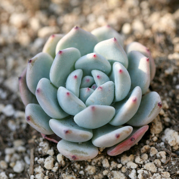 Echeveria elegans, 10 Seeds, Rare Succulent Seeds