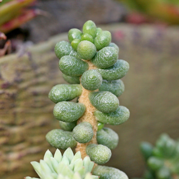 Bonsai Sedum, 10 Seeds, Sedum furfuraceum, Succulent Seeds, Fuzzy Leaves