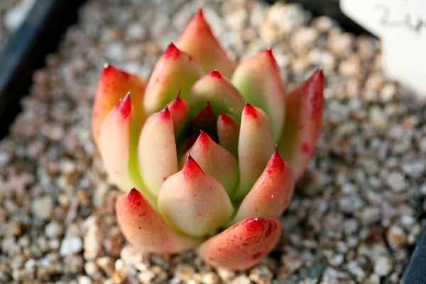Echeveria chihuahuaensis "Ruby Blush", 10 Seeds, Rare Succulent Seeds