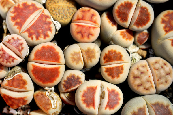 Lithops karasmontana "red top", 10/20 Seeds, Rare Lithops Seeds