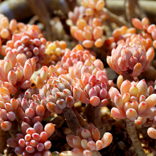 Blue Beans, 10 Seeds, Graptopetalum pachyphyllum, Rare Succulent Seeds