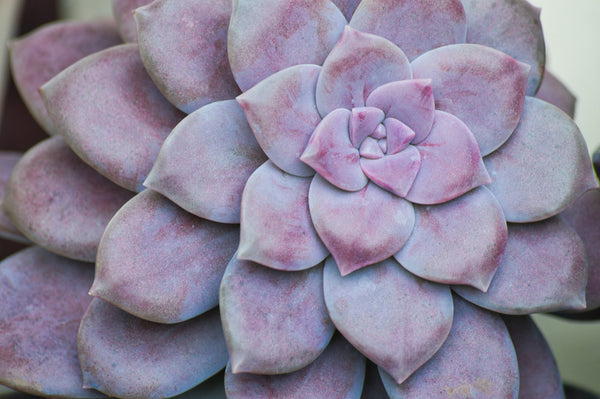 Graptopetalum 'superbum', 10 Seeds, Rare Succulent Seeds