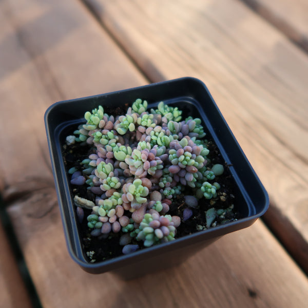 Corsican Stonecrop, 10 Seeds, Sedum dasyphyllum, Blue Tears, Succulent Seeds