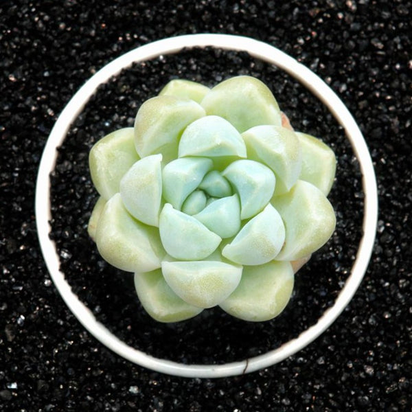 Thick-leaf (Alpine) elegans, 10 Seeds, Great Female Parent for Hybridization