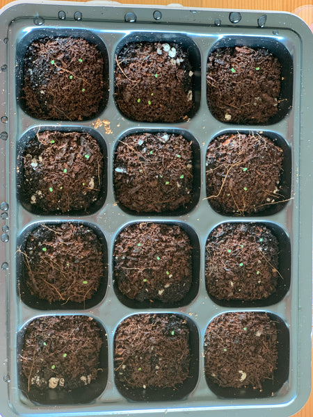 Jenny's Premium HYBRID Seed Mix, 10 Seeds, Premium Echeveria Species, RANDOM Hybridization