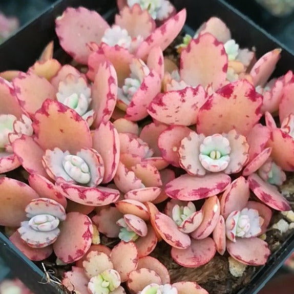 Cathedral Bells, 10 Seeds, Succulent Seeds