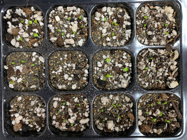 Lithops karasmontana "red top", 10/20 Seeds, Rare Lithops Seeds