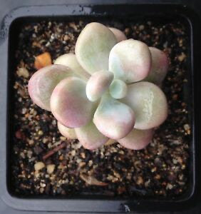 Lavender Pebbles, Graptopetalum amethystinum, 20 Seeds, Moonstone, Rare Succulent Seeds