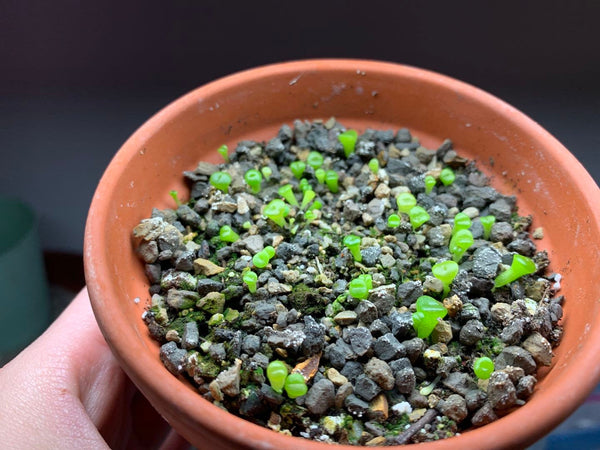 Lithops olivacea, 10/20 Seeds, Living Stones, Succulent Seeds