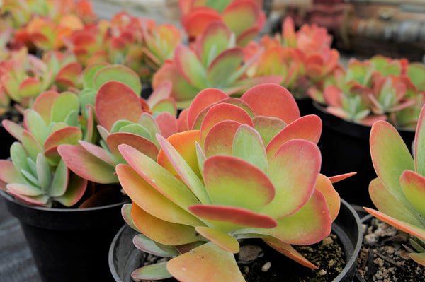 Paddle Plant, 20 Seeds, Succulent Seeds, Limited Stock