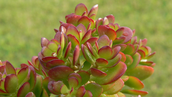 Pig's Ear, 20 Seeds, Cotyledon orbiculata, Succulent Seeds