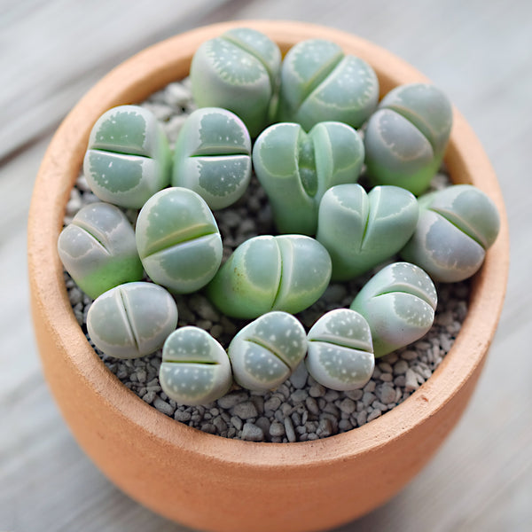 Lithops olivacea, 10/20 Seeds, Living Stones, Succulent Seeds