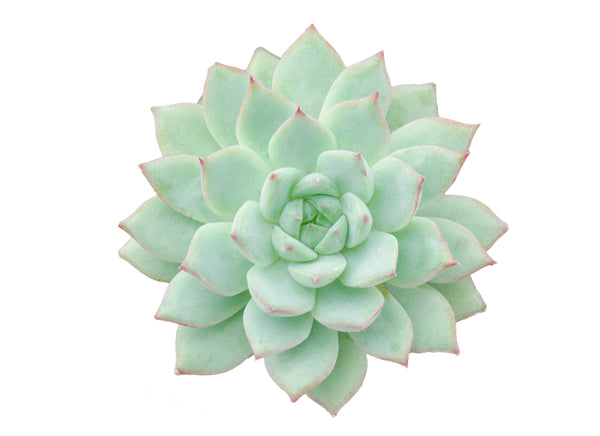 Painted Lady, 10 Seeds, Echeveria derenbergii, Succulent Seeds