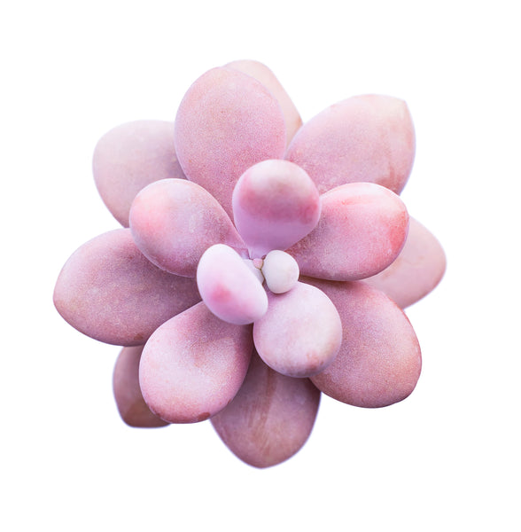 Lavender Pebbles, Graptopetalum amethystinum, 20 Seeds, Moonstone, Rare Succulent Seeds
