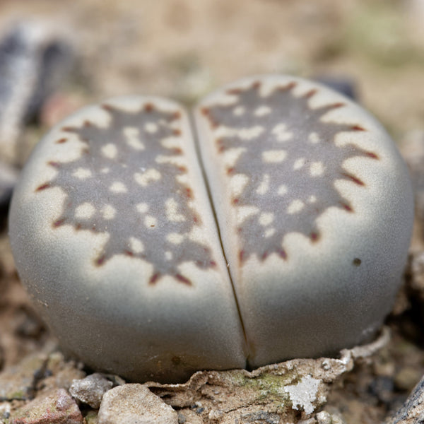 Lithops julii, 10/20 Seeds, Living Stones, Succulent Seeds