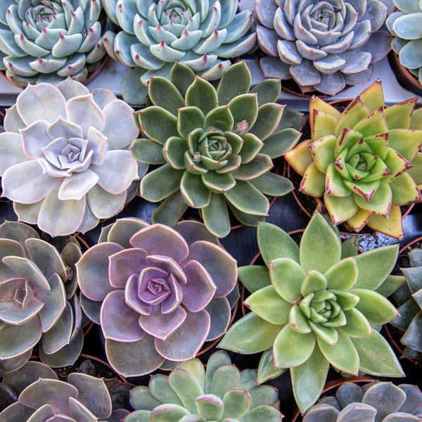 Echeveria Seed Mix, 25 Seeds, Echeveria Collection, Succulent Seeds