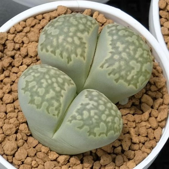 Lithops julii "Fullergreen", 10/20 Seeds, Rare Lithops Collection, Living Stones