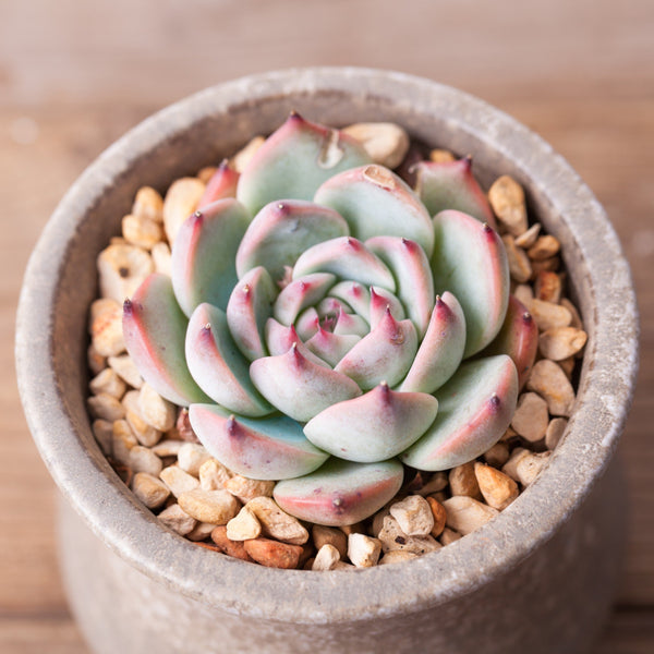 Echeveria chihuahuaensis "Ruby Blush", 10 Seeds, Rare Succulent Seeds