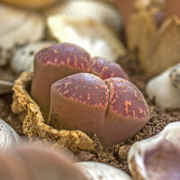 Lithops olivacea "nebrownii", 10 Seeds, Red Window, Succulent Seeds