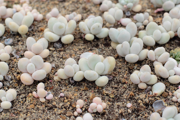 Sugaralmond, 10 Seeds, Pachyphytum oviferum, Moonstones, Succulent Seeds