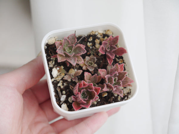 Smith’s Giant Houseleek, 10/20 Seeds, "Blood Glands", Succulent Seeds