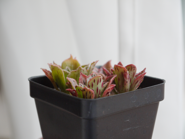 Smith’s Giant Houseleek, 10/20 Seeds, "Blood Glands", Succulent Seeds