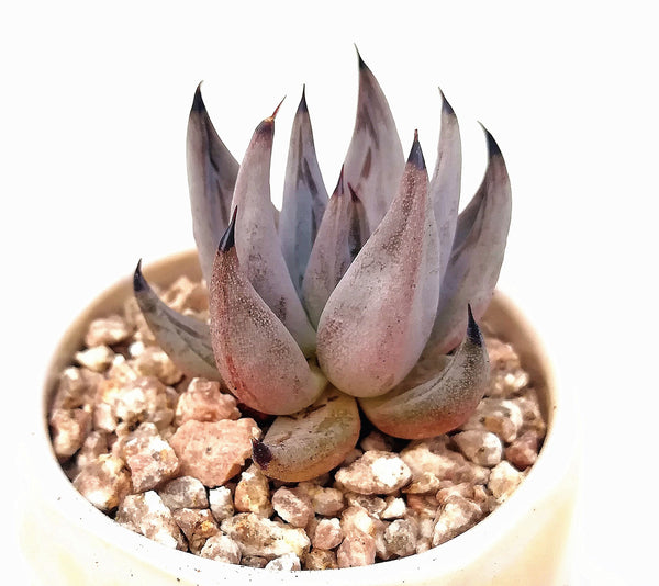 Devil's Claw, 10 Seeds, Rare Succulent Seeds