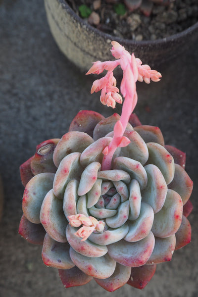 Echeveria elegans, 10 Seeds, Rare Succulent Seeds