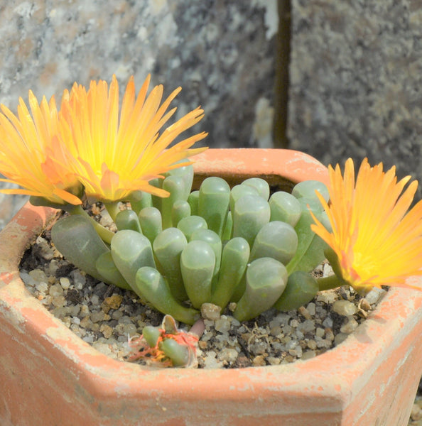 Baby Toes, 20 Seeds, Succulent Seeds, Indoor/Outdoor, All-year Seed