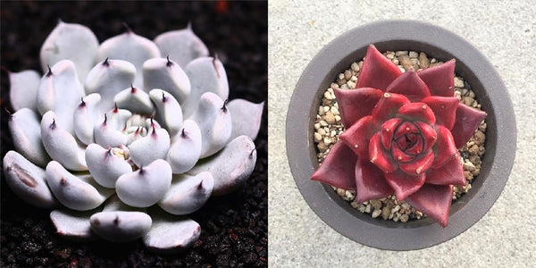 Black Claw x Romeo Rubin, 10 Seeds, Hybrid Seeds, Succulent Seeds