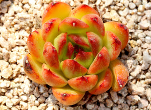 THREE FACTORS THAT HELP YOUR SUCCULENTS BECOME COLORFUL