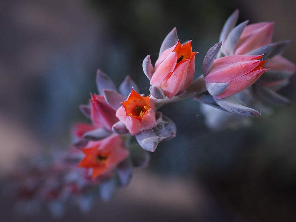 SOME FACTS ABOUT SUCCULENT BLOSSOM AND WHAT YOU NEED TO DO