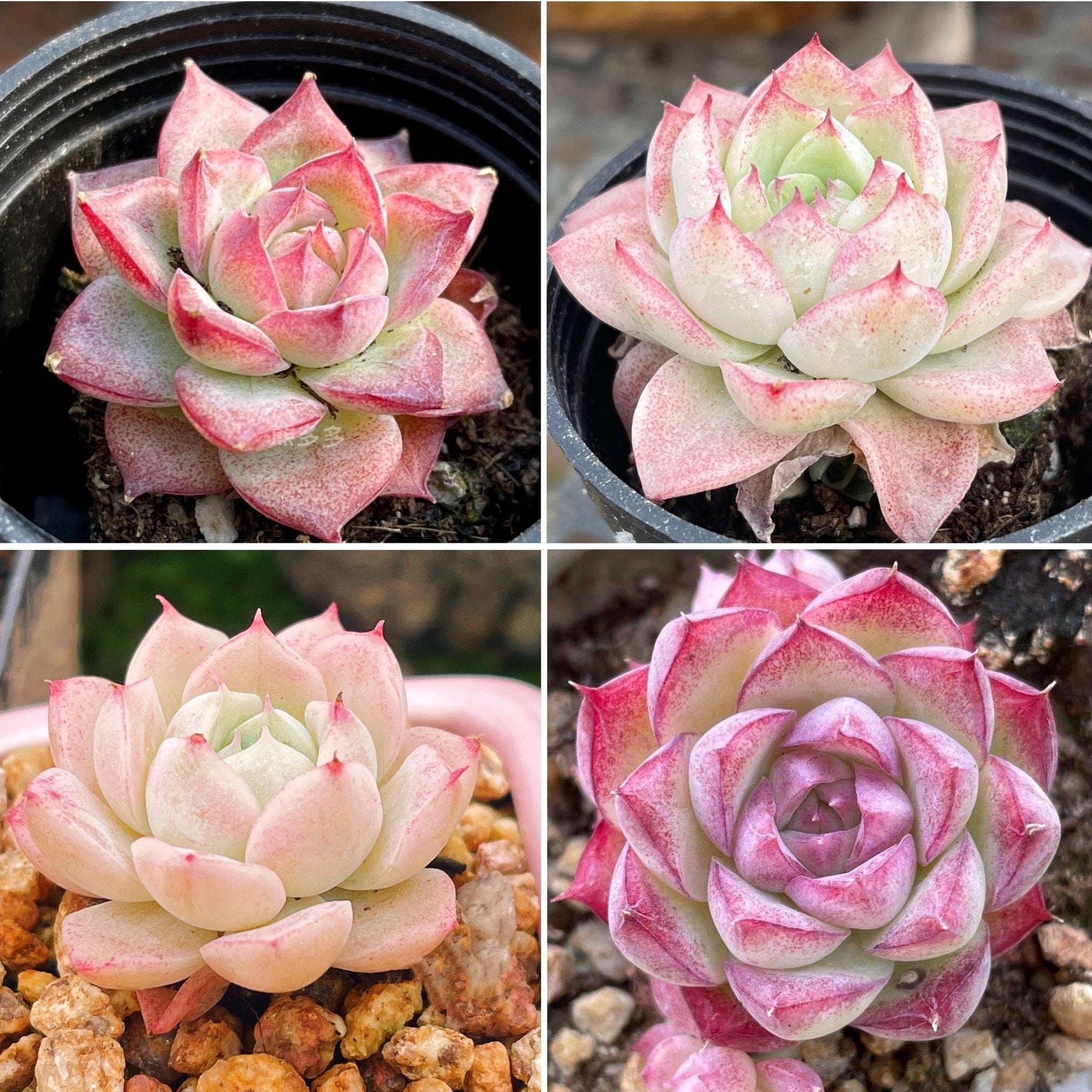 hybridizing succulents Jenny's Premium HYBRID Seed Mix, 10 Seeds, Premium Echeveria Species,