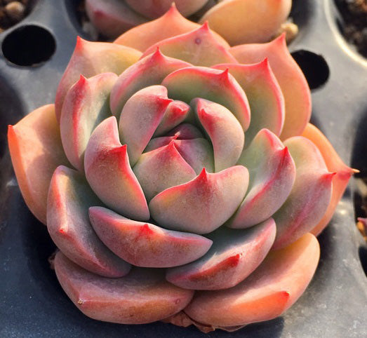 korean succulent seeds Echeveria chihuahuaensis, 10 Seeds, Succulent Seeds
