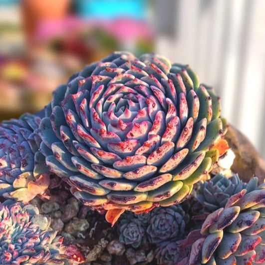 succulent plants seeds Echeveria 'Pinwheel', 10 Seeds, Succulent Seeds