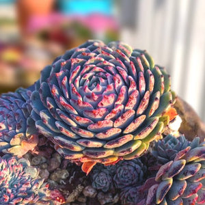blue succulent seeds Echeveria 'Pinwheel', 10 Seeds, Succulent Seeds