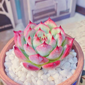 Echeveria chihuahuaensis, 10 Seeds, Succulent Seeds