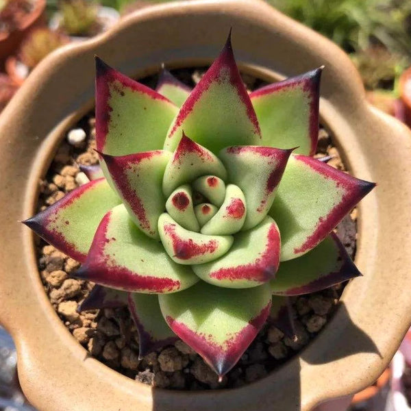 Echeveria 'Ebony', 10 Seeds, Succulent Seeds