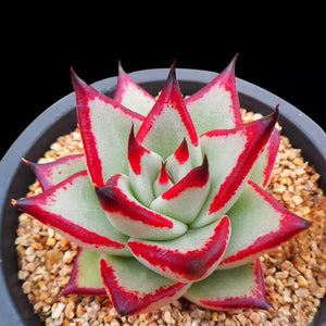 Echeveria 'Ebony', 10 Seeds, Succulent Seeds