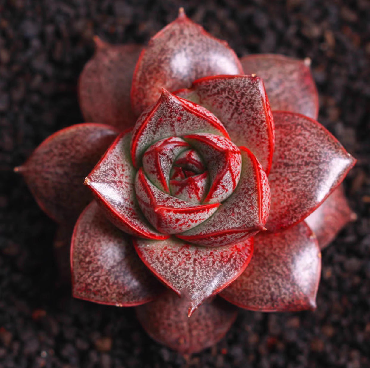 purpusorum succulent Echeveria purpusorum, 10 Seeds, Succulent Seeds