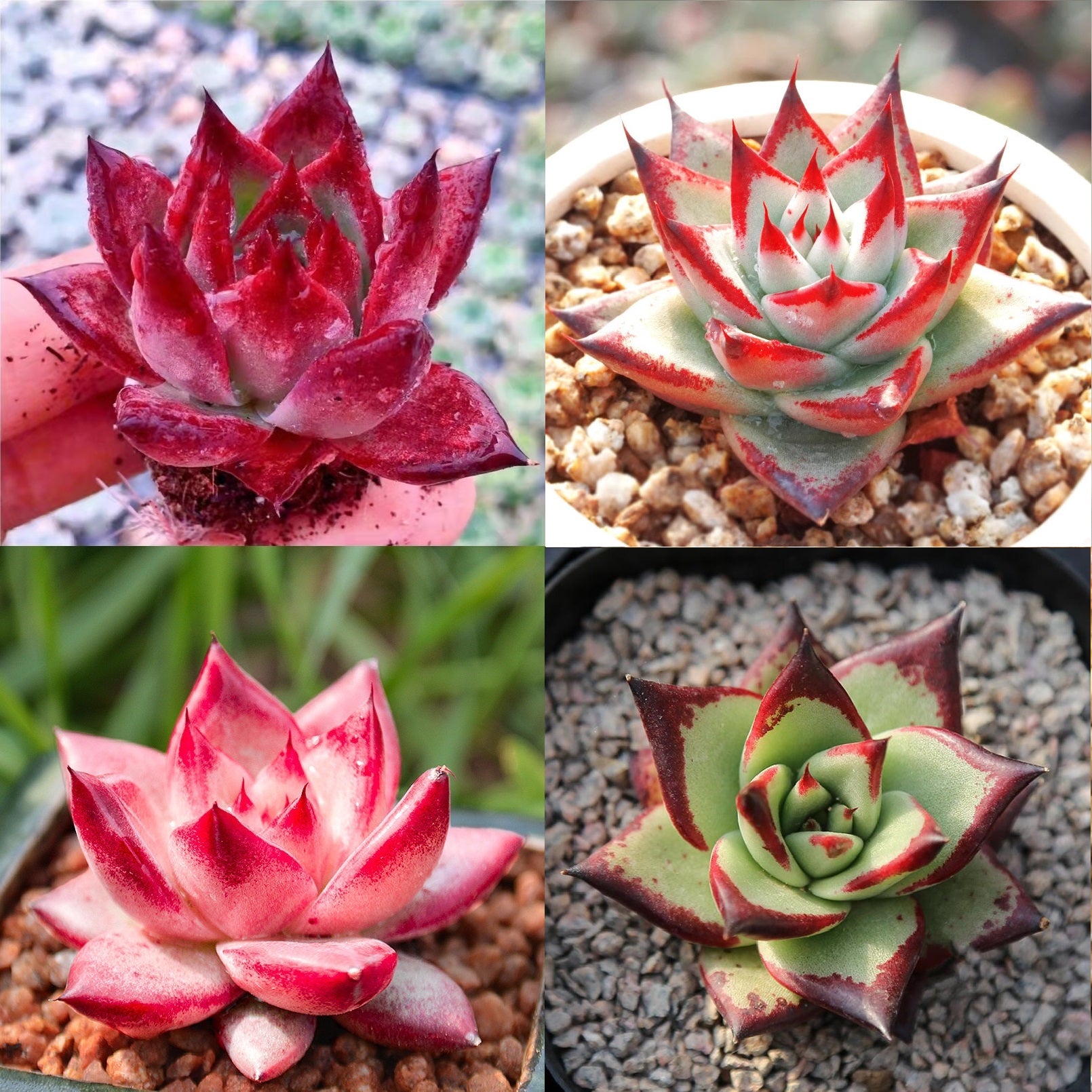 echeveria succulent seeds Echeveria 'Ebony' Hybrid Seed Mix, 10 Seeds