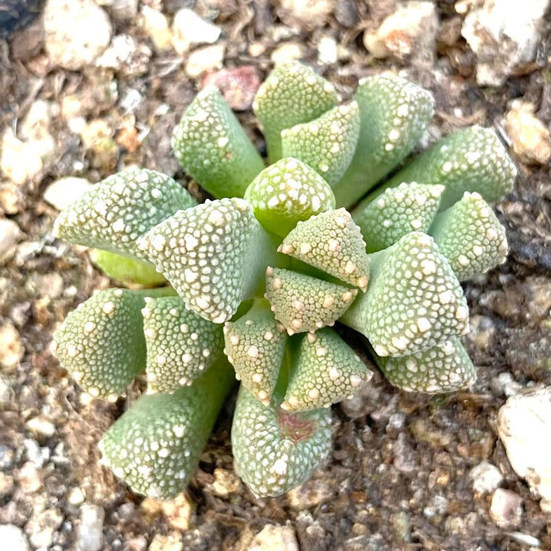 best place to buy succulent seeds Titanopsis primosii, 10 Seeds, Succulent Seeds